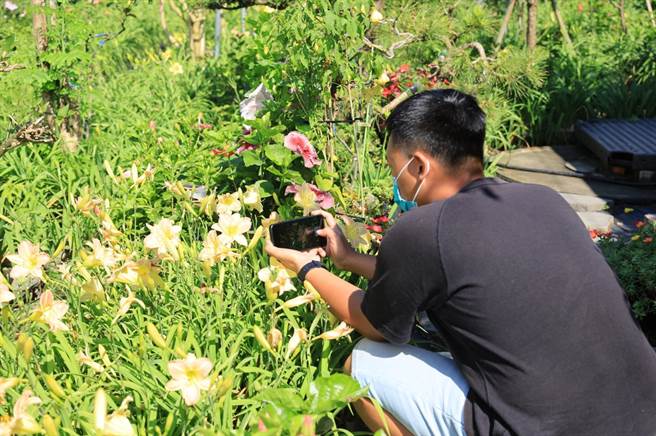 花莲吉安乡「嘉德花田」达1.5万株的萱草朵朵盛开，园主免费开放参观，吸引不少民眾前往赏花。（吉安乡公所提供／罗亦晽花莲传真）