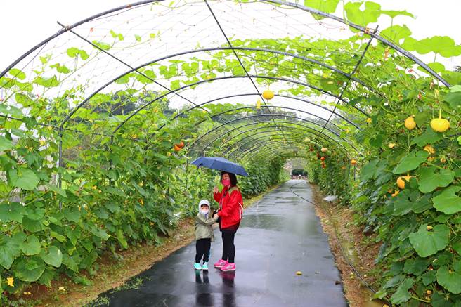 造桥乡农会打造南瓜隧道。（苗栗县政府提供／李京升苗栗传真）
