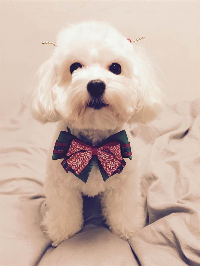 张怀颢与爱犬相伴10多年。（翻摄张怀颢IG）