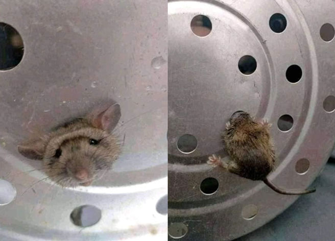 男子表示要蒸点心吃时，发现小老鼠卡在蒸笼洞口上，「哀怨」的模样让他PO网分享。（翻摄自脸书爆废公社）