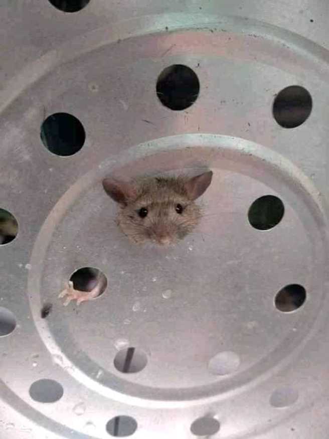 男子表示要蒸点心吃时，发现小老鼠卡在蒸笼洞口上，「哀怨」的模样让他PO网分享。（翻摄自脸书爆废公社）