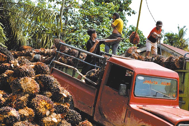 印尼棕榈油出口禁令 恐坚持不了一个月