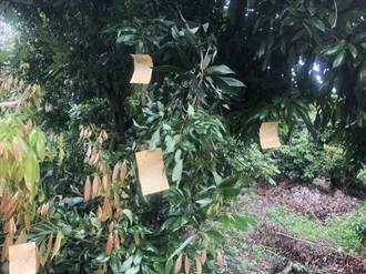 防治荔枝椿象 中市太平區觀摩釋放平腹小蜂及無人機
