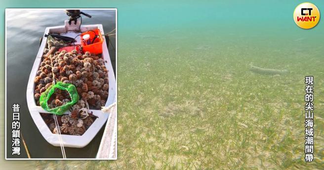 澎湖以豐富海洋資源聞名，漁民過去捕撈海膽總是滿載而歸，如今卻因過度捕撈，海底難見海膽蹤跡。（圖／陳盡川提供，CTWANT合成）
