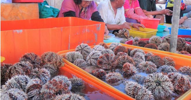 澎湖縣馬糞海膽遠近馳名，近年卻因過度捕撈而數量枯竭，每年10個月的禁捕期也對保育無濟於事。（圖／報系資料照）