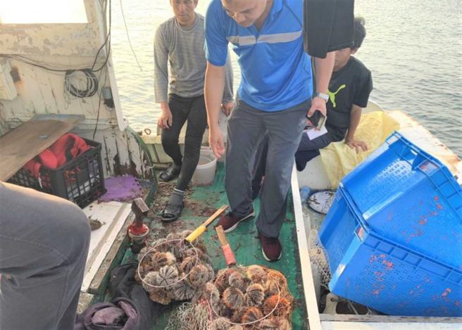 海膽的價格隨著數量銳減而水漲船高，許多不肖漁民為牟取暴利，在禁捕期違法捕撈，澎湖聯合稽查小組曾在1天內連續查獲3起盜採案。（圖／翻攝畫面）