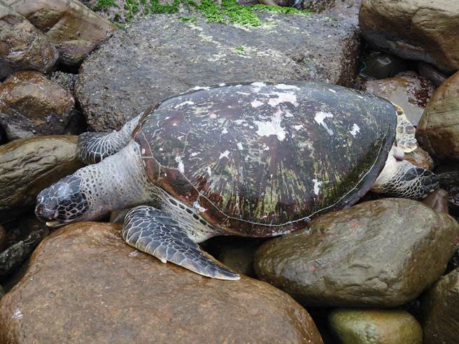 ▲净滩志工陈信助3日上午发现一只成年绿蠵龟搁浅死于外木山海滩，他直言心里很难过。（陈信助提供／张志康基隆传真）