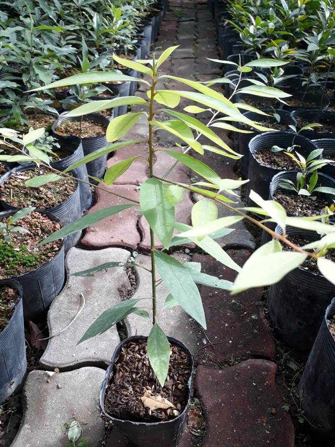 山胡椒又称马告，是原住民族文化中重要的民俗植物。（嘉义林区管理处提供∕吕妍庭嘉义传真）