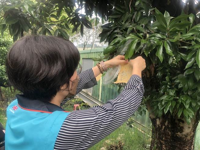 台中市太平區3日舉辦釋放平腹小蜂及無人機施用脂肪酸鉀鹽示範觀摩，多管齊下防治荔枝椿象。（太平區公所提供／盧金足台中傳真）