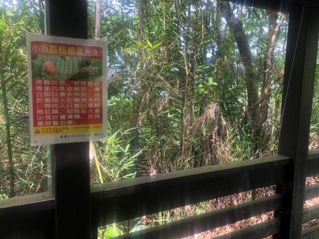 台中市太平區3日舉辦釋放平腹小蜂及無人機施用脂肪酸鉀鹽示範觀摩，多管齊下防治荔枝椿象。（太平區公所提供／盧金足台中傳真）