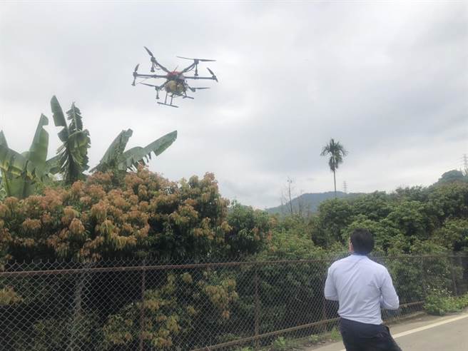 台中市太平區3日舉辦釋放平腹小蜂及無人機施用脂肪酸鉀鹽示範觀摩，多管齊下防治荔枝椿象。（太平區公所提供／盧金足台中傳真）