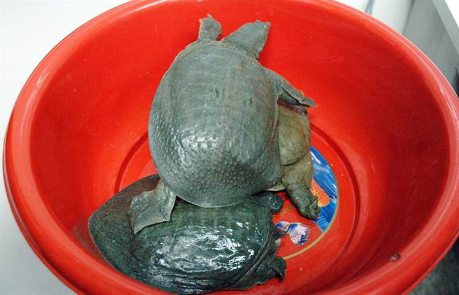 屏東男子為求強身體健生飲鱉血，意外造成猛爆性肝炎。（林和生攝）