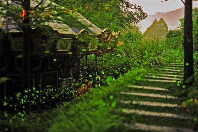 薰衣草森林螢火蟲盛況。（薰衣草森林提供）