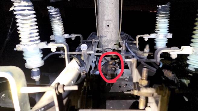 台南安定区308户晚间停电，台电巡查发现肇因是松鼠（红圈处）碰触线路导致停电。（台电提供）