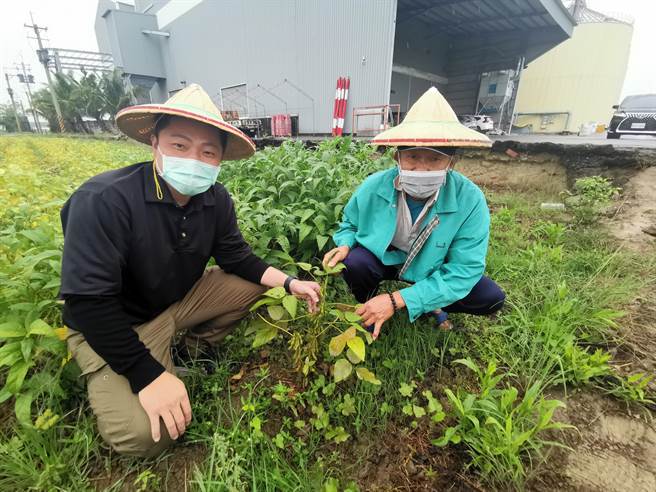 台南區農業改良場於六甲區舉辦節水雜糧大豆示範種植觀摩，吸引農友到現場觀摩。（劉秀芬攝）