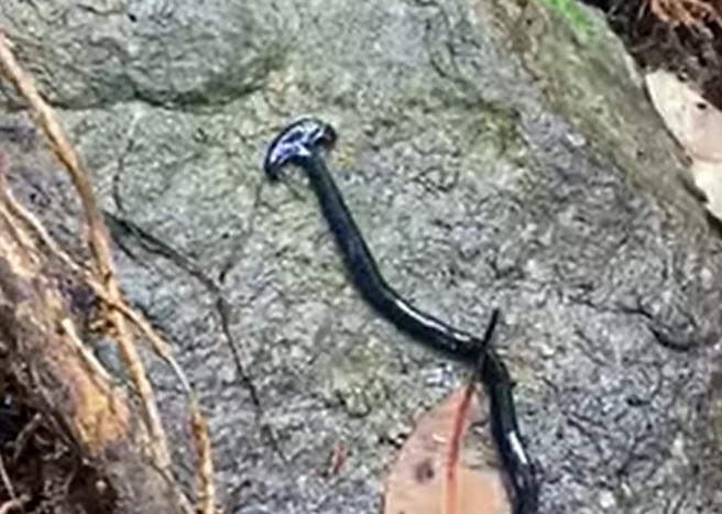 有名女子登山時拍下一條頭頂「斧頭樣」黑色肥蟲，網友一見幫解答，環境好的地方才會出現。（翻攝自臉書登山借問站）