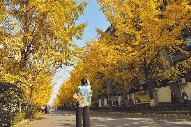 大陸3所985高校提早公布對台招生錄取名單，其中四川大學原定招收15人，最後錄取了28人。圖為四川大學望江校區。（中新社）