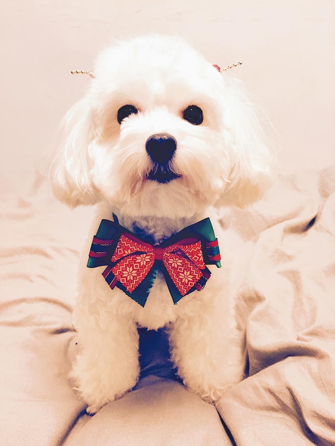 張懷顥與愛犬相伴10多年。（張懷顥提供）