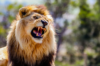 公獅猛撲叼後頸拖行 野生動物園園主爆血倒地 結局悲傷