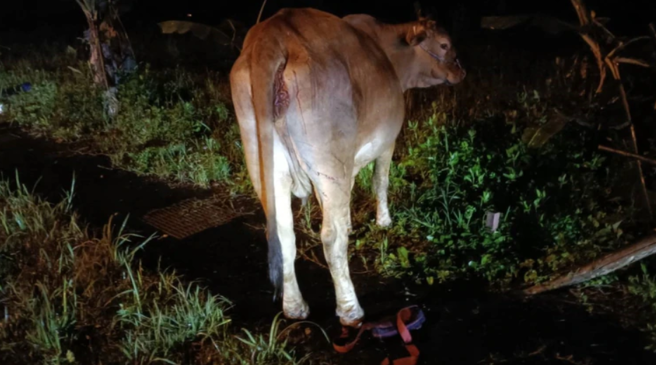 花东公路昨(3日)深夜惊见黄牛逛大街，一名骑士高速衝撞喷飞惨死。(警方提供)