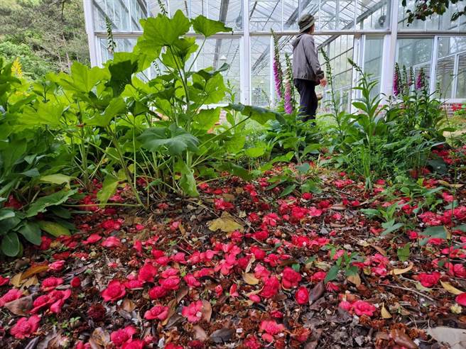 红色花朵随风飘落形成特有「山茶花」红色花毯。（武陵农场提供）
