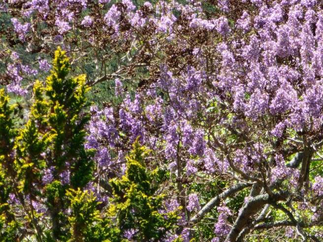 武陵农场泡桐花随风摇曳，形成波波紫色的「海波浪」。（武陵农场提供）