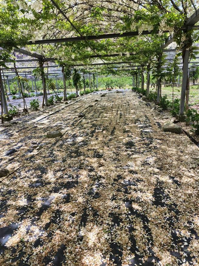 武陵农场雪白的白藤花逐渐飘落形成高贵洁白圣洁的白藤花毯。（武陵农场提供）