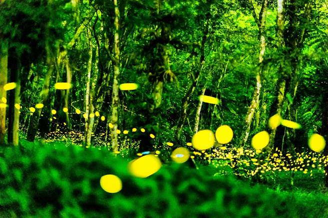 云仙乐园赏萤季，平日加开夜光票场次。（云仙乐园提供）