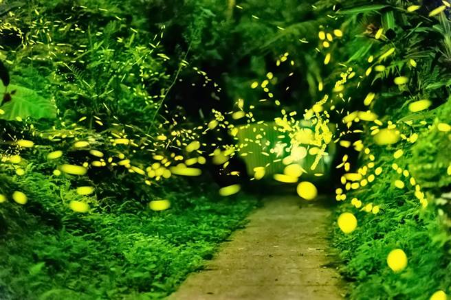 云仙乐园赏萤季，平日加开夜光票场次。（云仙乐园提供）