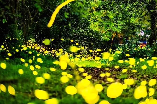 云仙乐园赏萤季，平日加开夜光票场次。（云仙乐园提供）