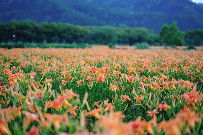 目前正值金针花盛开季节，南投日月潭头社盆地有一片将近３公顷盛开的金针花海，超过200种以上顏色缤纷，吸引许多民眾停车驻足拍照。(吴建辉摄)