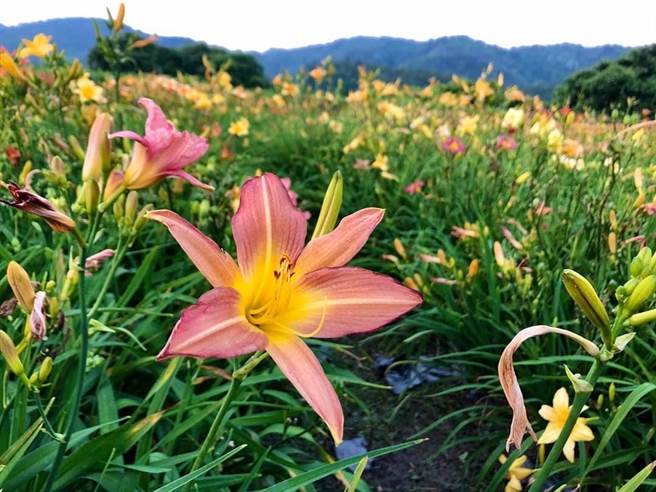 地主农民王顺瑜表示，他在头社种植金针花十余年，超过200种品种会一路开到9月，欢迎民眾到投射赏花。(吴建辉摄)