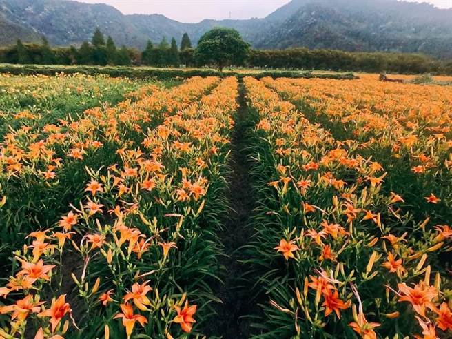 王顺瑜说常常有游客以为这个不是金针花，经过介绍他们才知道这是头社才有的金针花品种。(吴建辉摄)