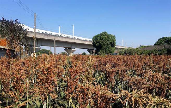 云林县在土库和斗南前两年试办契作酿酒高梁，产量比期他县市高，品质也相当好，据闻酿酒品质佳。（周丽兰摄）