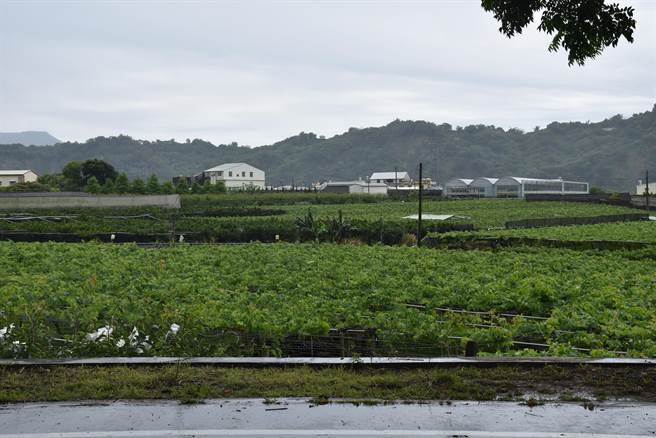 卓兰镇内湾社区是重要的葡萄、杨桃产地。（谢明俊摄）