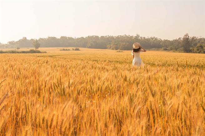 金黄色的麦田遍布大地，让人赏心悦目。（县府提供）