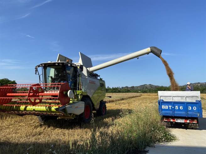小麦已达收成期，各地农友陆续抢收中。（县府提供）