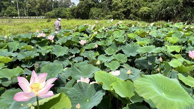 近来白河莲花公园、南89线沿线等地，较早种植的莲花已经绽放。（张毓翎摄）
