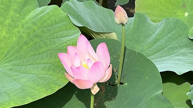 当地莲农陈克明表示，今年气候稳定，目前的产量和花况极佳。（张毓翎摄）