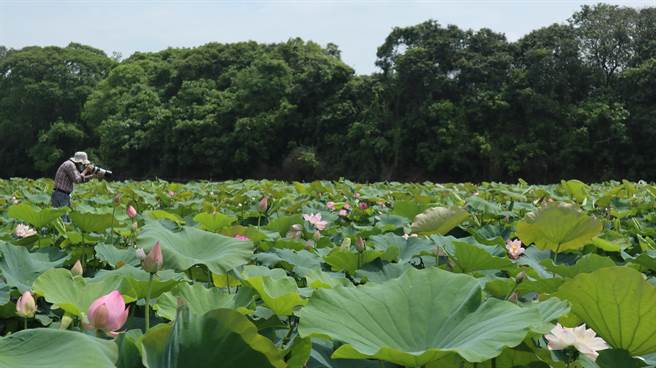 白河莲花进入花期，吸引许多民眾来拍照取景。（张毓翎摄）