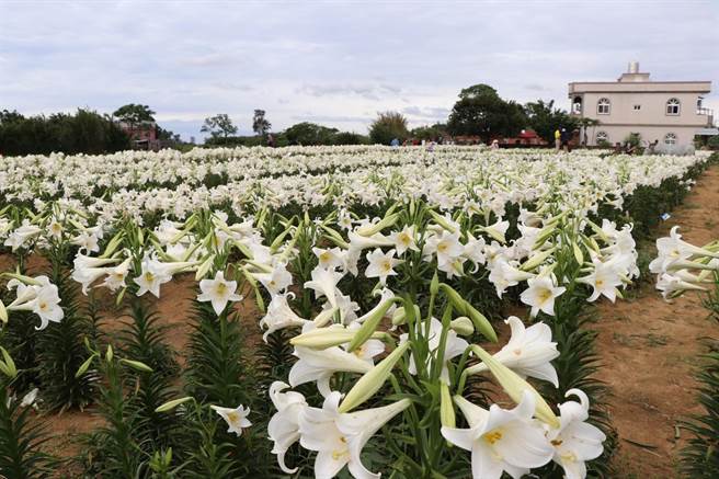 桃园观音白千层铁炮百合花园。（蔡明亘摄）