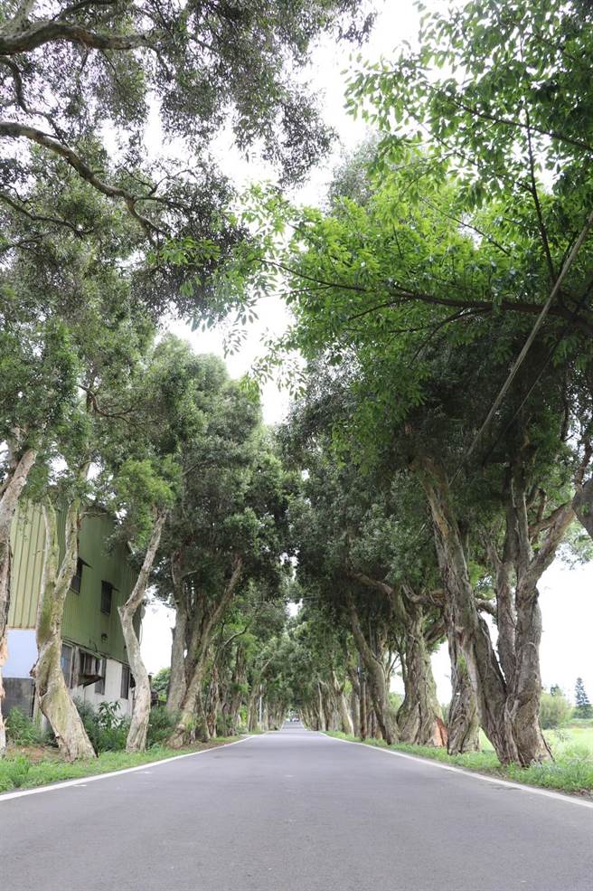 花园紧邻观音白千层大道。（蔡明亘摄）