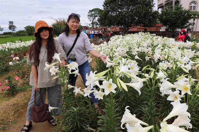 有游客专程从林口骑机车来赏花。（蔡明亘摄）