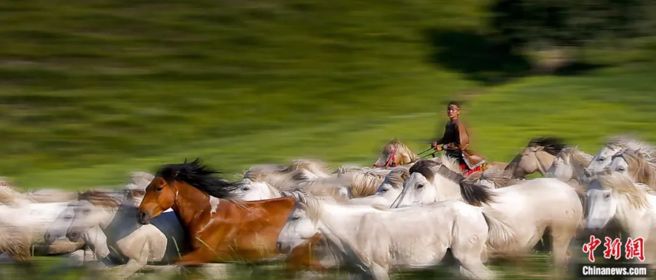 图为科尔沁草原上牧马的汉子。（中新社）
