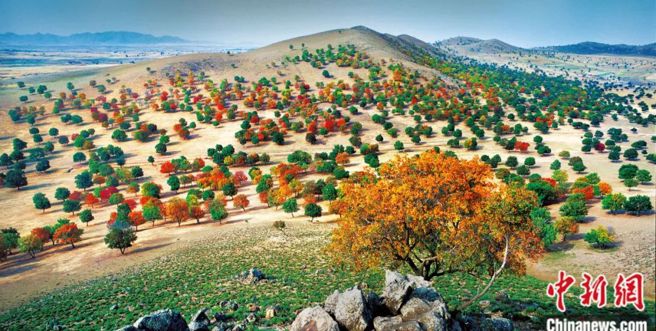 图为多彩五角枫。（中新社）