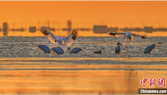 图为图牧吉白鹤起舞。（中新社）