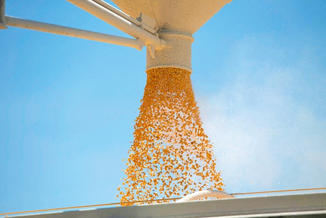 台幣近期貶值接近5％，已抵銷掉免玉米營業稅效益，對畜牧產業雪上加霜，豬價亦蠢蠢欲動，推估中元節每公斤可能漲到90元。圖為美國農民採收玉米。（路透）