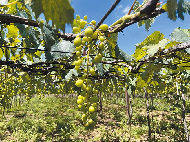 3月下旬因連續下雨及低溫，巨峰葡萄花穗授粉受精不良，出現高比例的「石頭葡萄」。（台中市農業局提供／陳淑娥台中傳真）