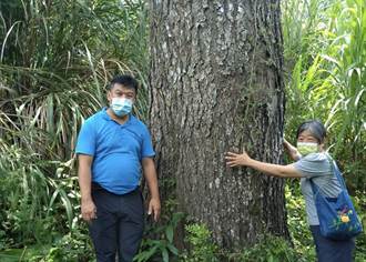 東山175休閒農業區「老樹調查」 發掘百年參天大樹