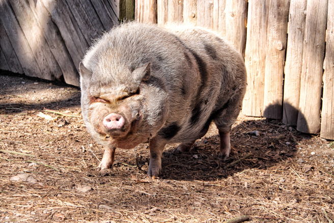 老翁殺豬慘被一腳踹進滾燙熱水中，導致全身65％二度燒燙傷。（示意圖／達志影像）